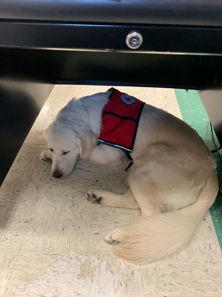 Golden Retriever service dog asleep under teacher's desk