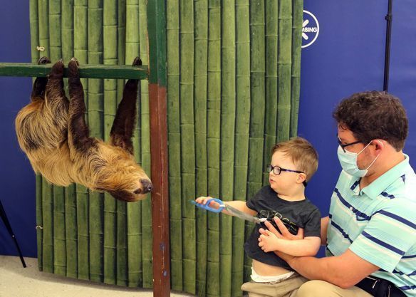 Uncertain child approaches sloth