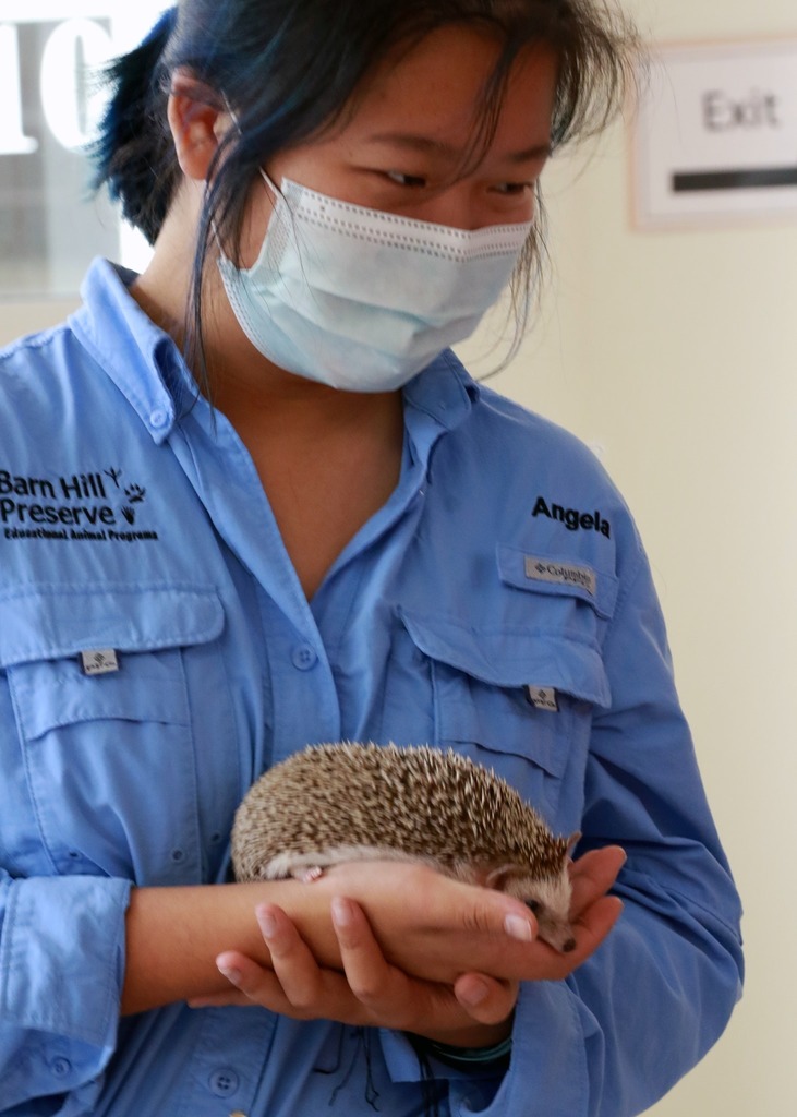 Wildlife handler shows off adorable hedgehog