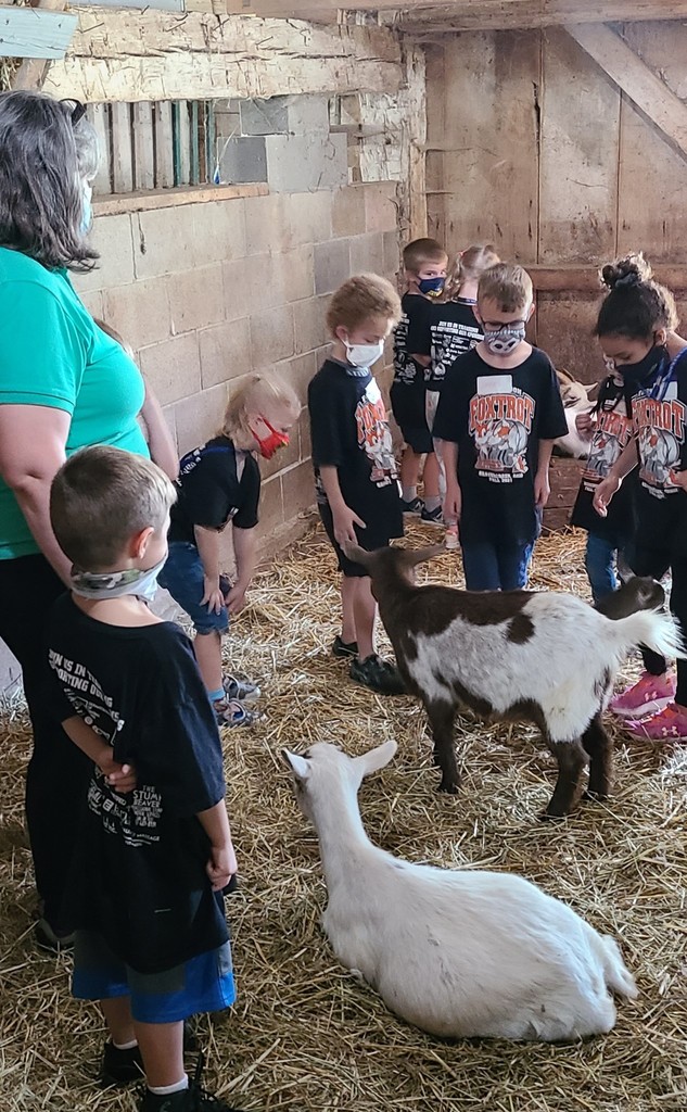 Student pet goats in barn