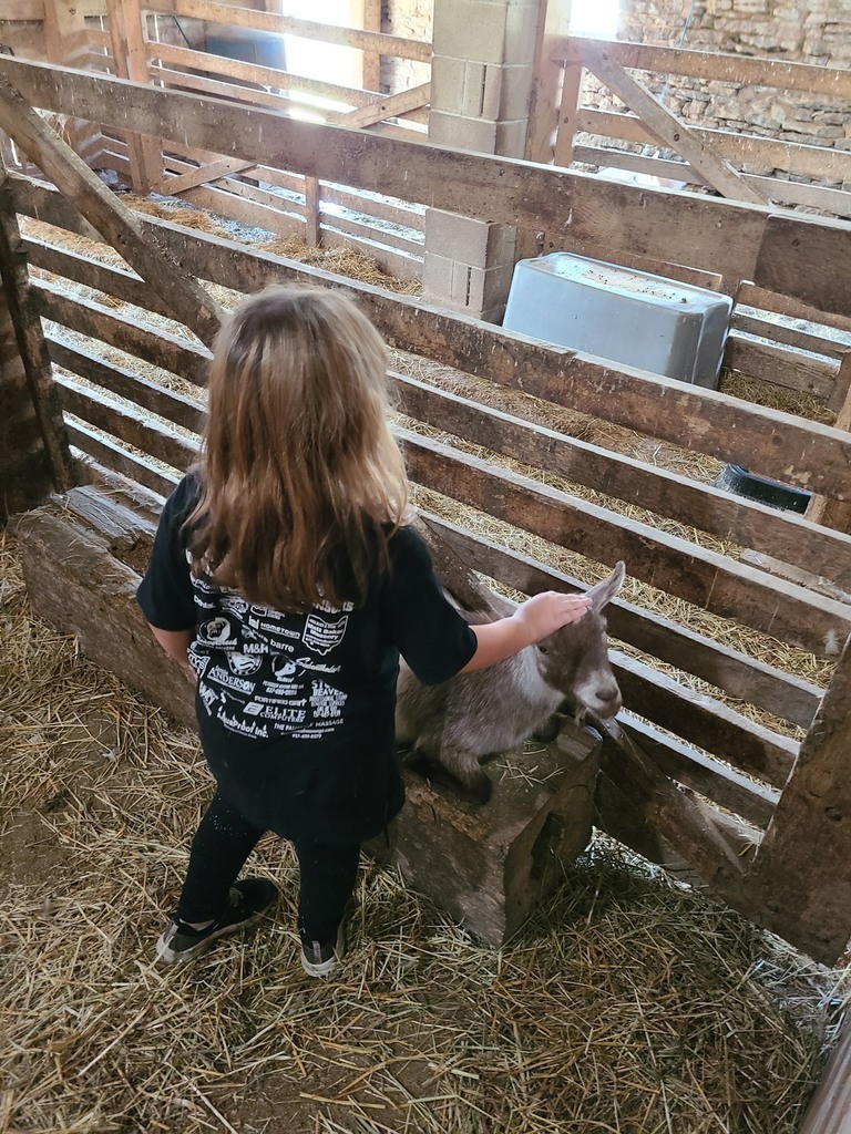Child pets goat in barn