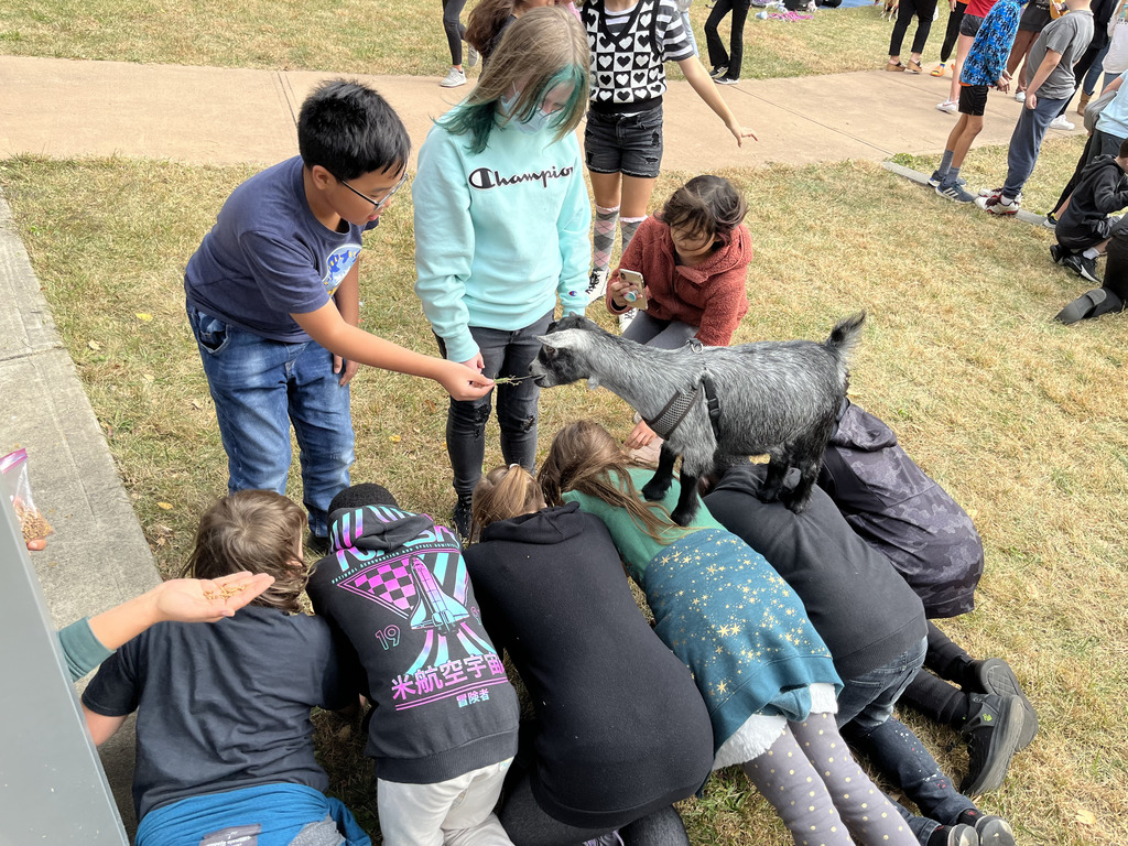 Goat walking across a line of students during Yoga.  other students feeding the goat grass. 