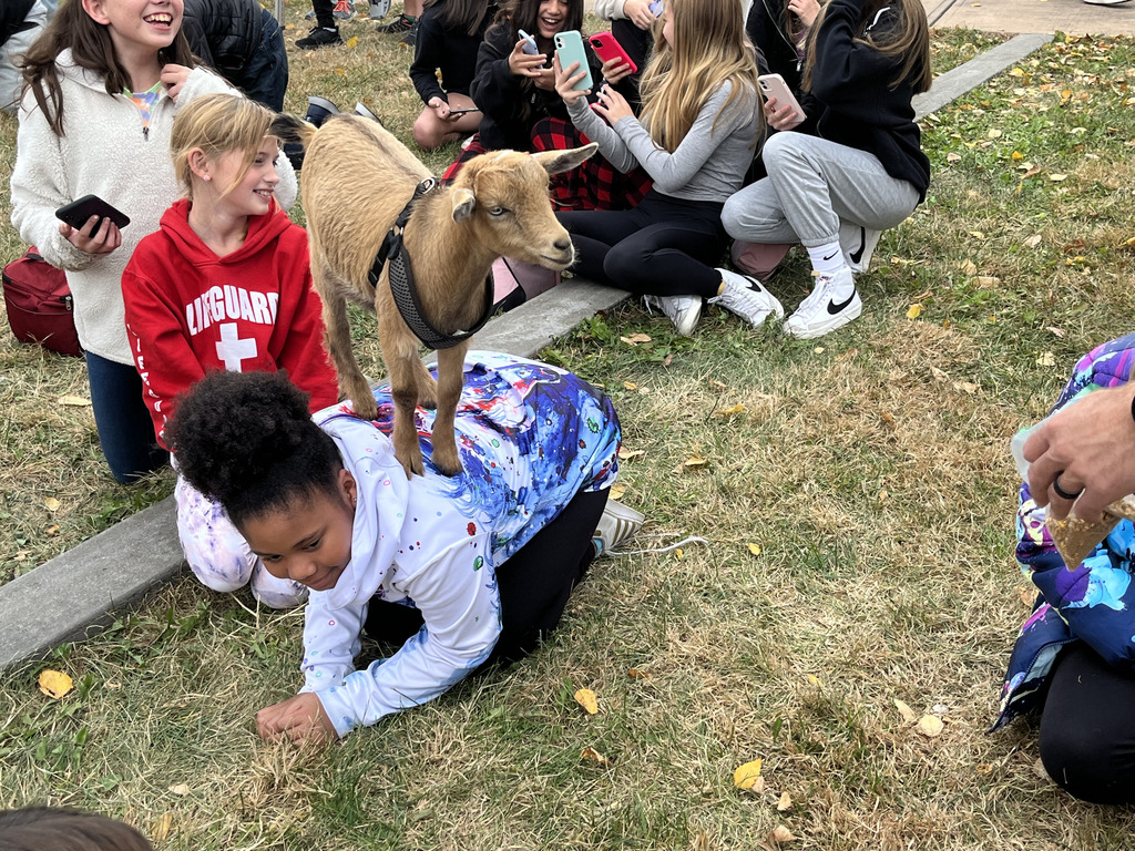 Goat decides to play "King of the Mountain" during yoga with student